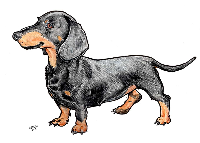 Dachshund Dog 2