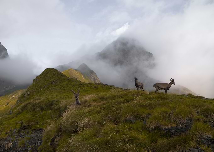 Ibex kingdom