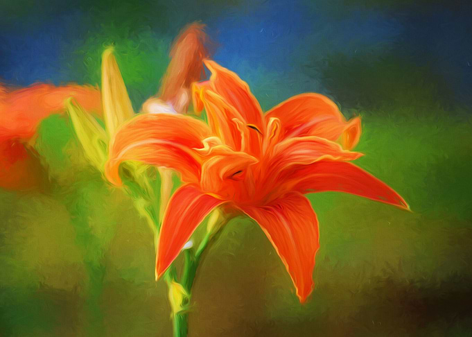 Orange Lily