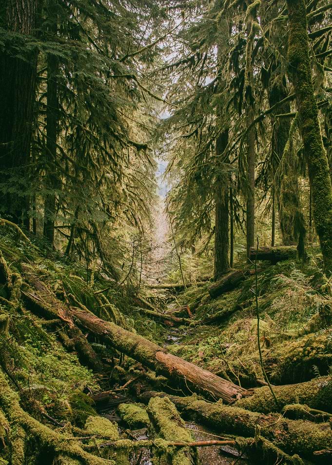 Pure Greenery