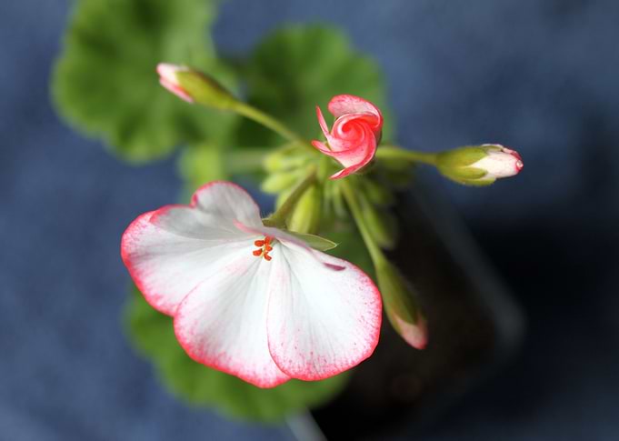 A flower called Carmel