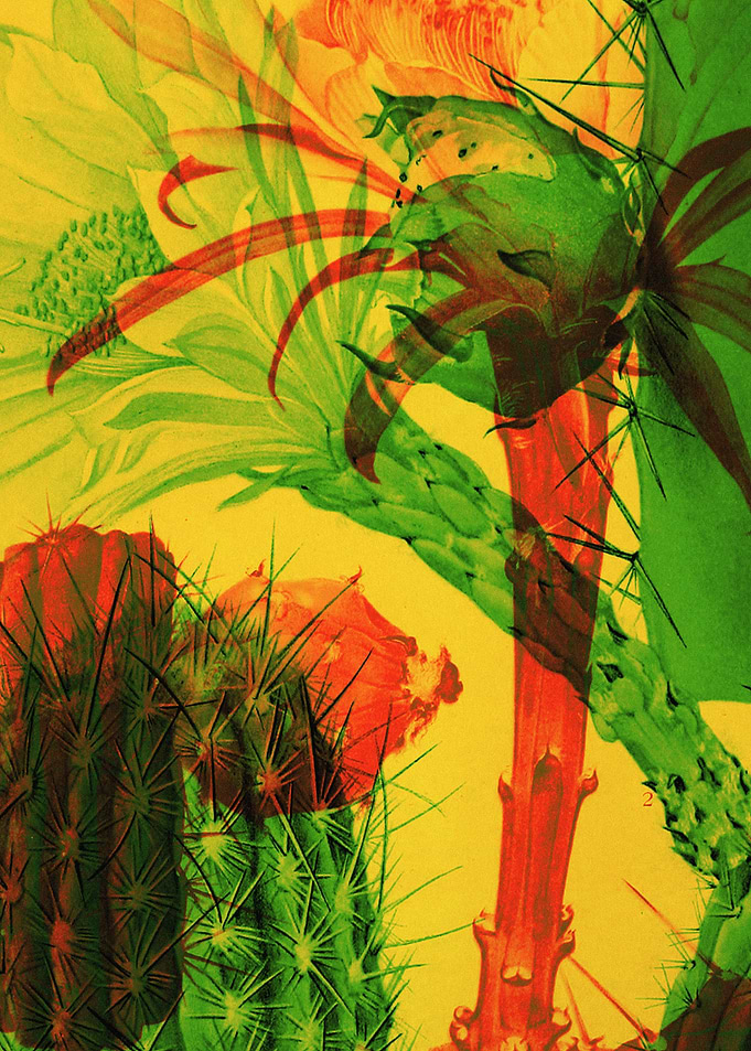 Cactus