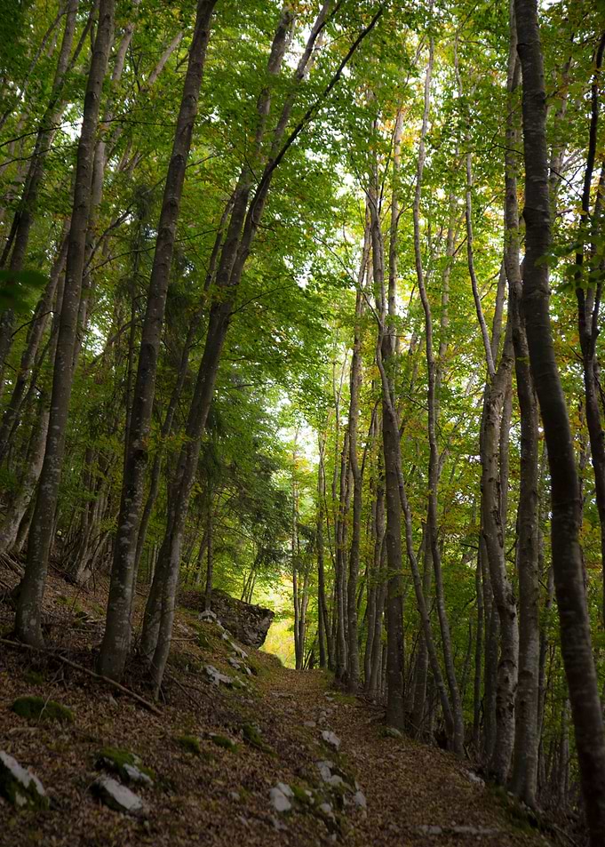 Forest path view