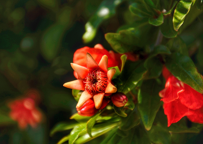 Blossom!