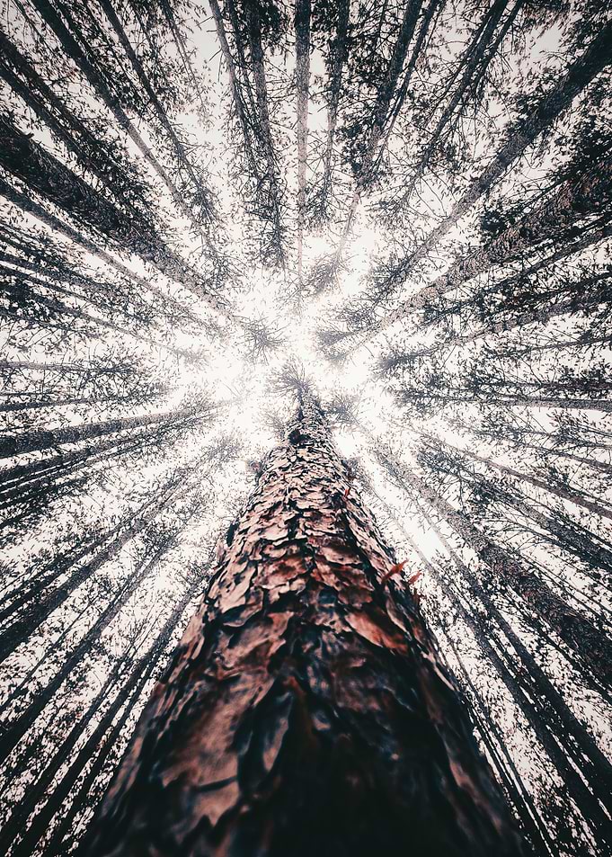 Lost in the Woods