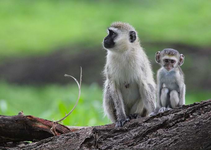Vervet monkey's in green