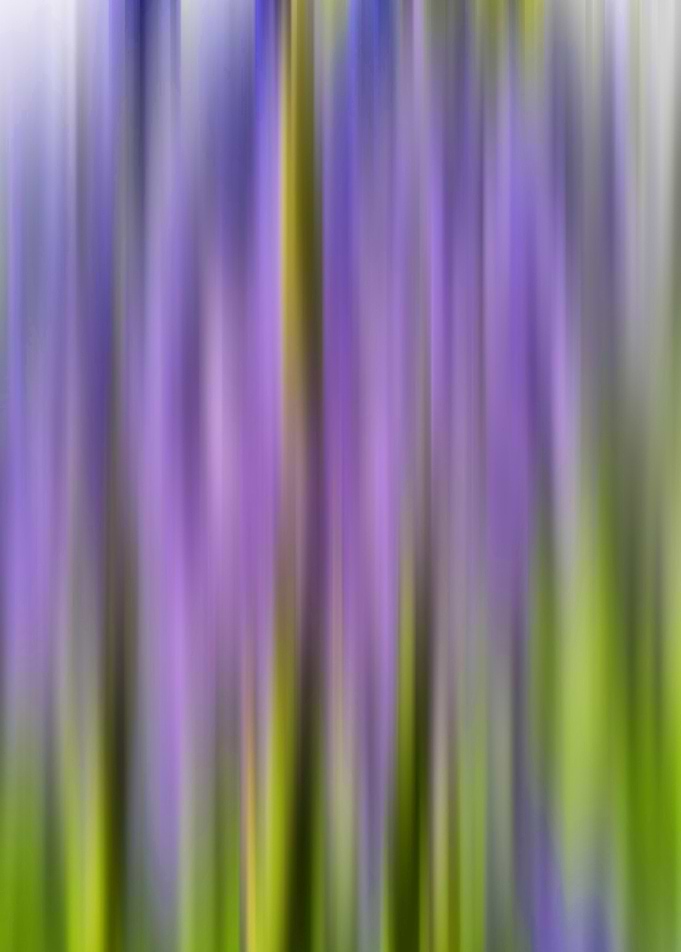 A Blur of Bluebells