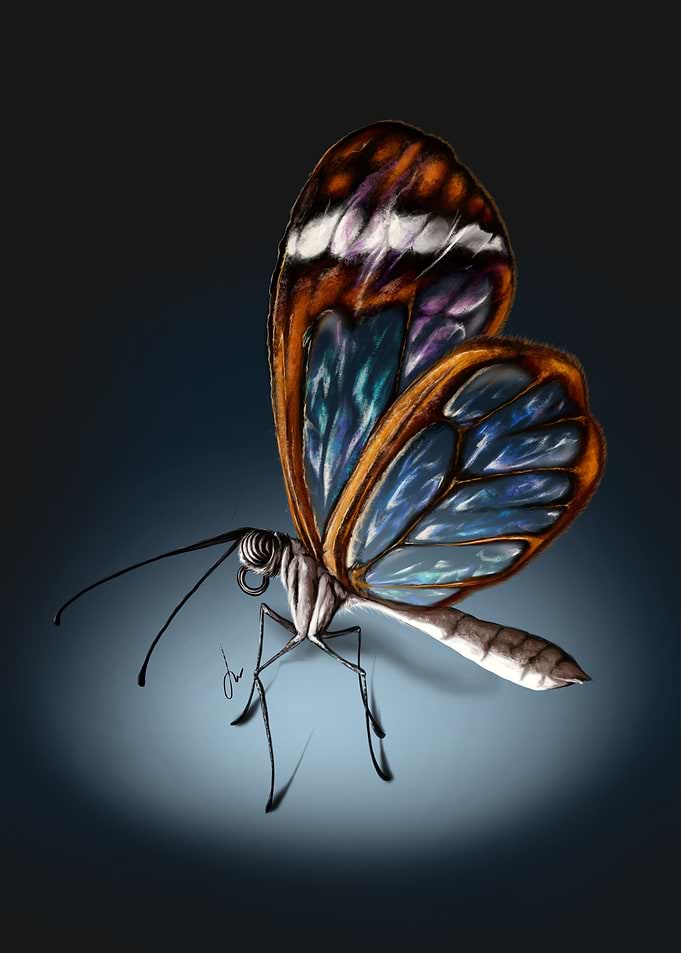 butterfly