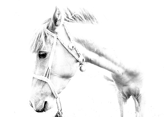 The grey horse