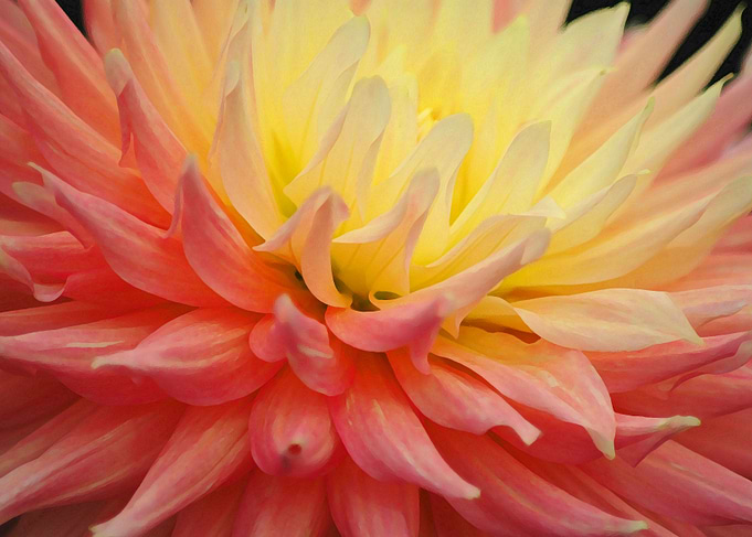 Pink & Yellow Chrysanth