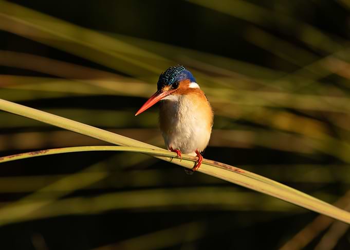 Kingfisher Portrait