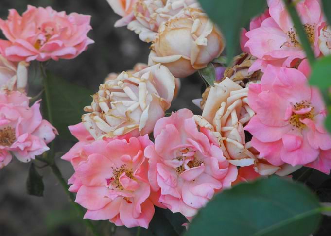 Drops of Spring