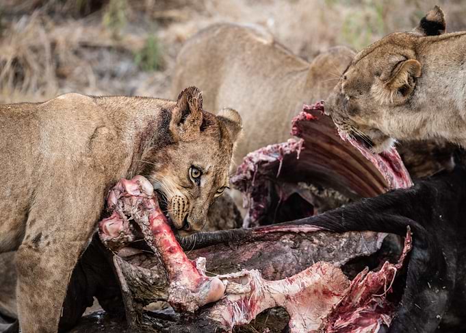 A Lion Kill