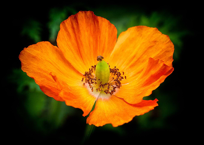 The Orange Poppy