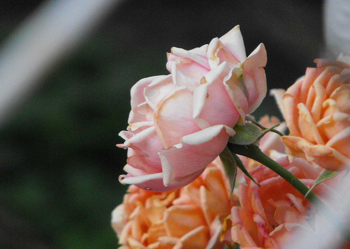 Delicate Rose
