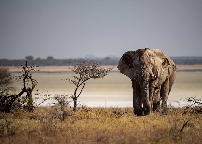 3 Giant Bull Elephants