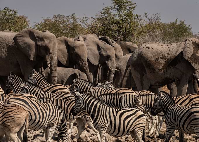 Herds at the Watering Hole
