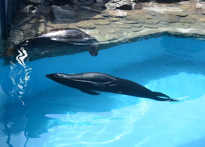 WATER LIFE SEALIONS PERU