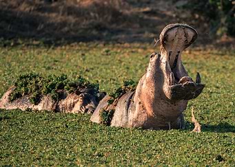 A Hippo's Gaping Maw