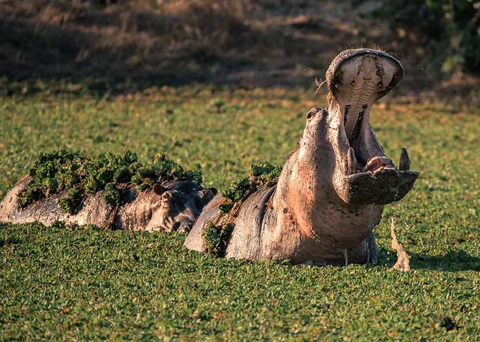 A Hippo's Gaping Maw