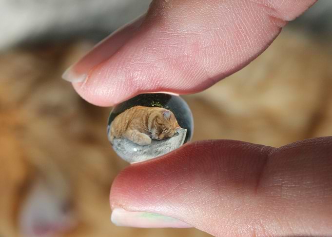 Cat at my fingertips