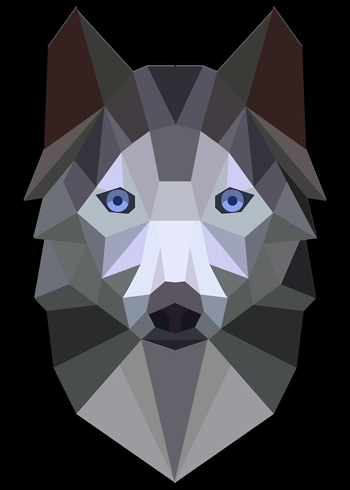 Husky Dog