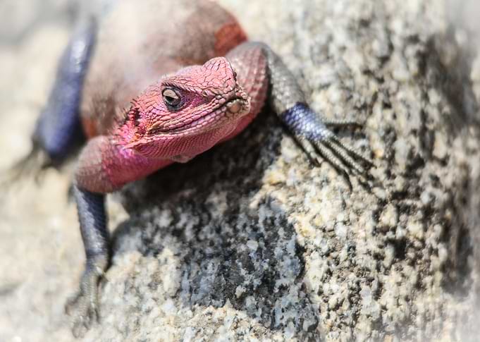 A Curious Rock Agama