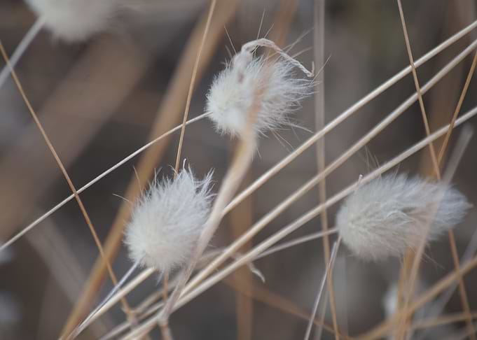 soft white nature