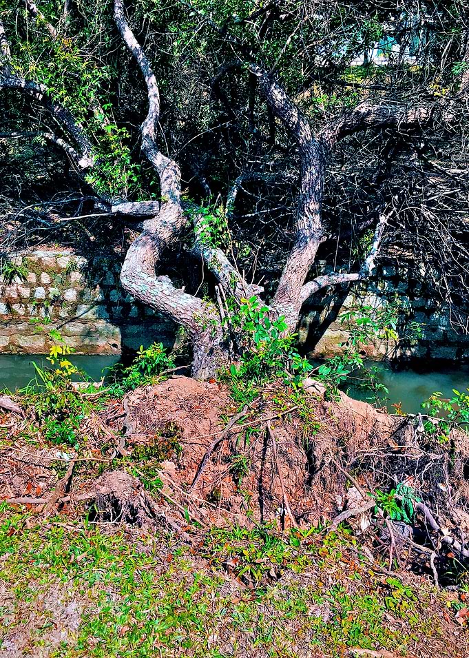 Trees and Roots Brasil-3