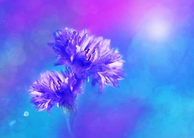 Violet_Bloss