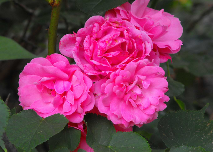 Pink Bliss