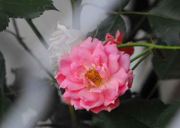 Hidden Beauty