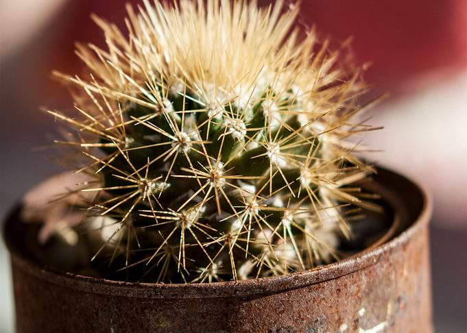 For the love of succulents