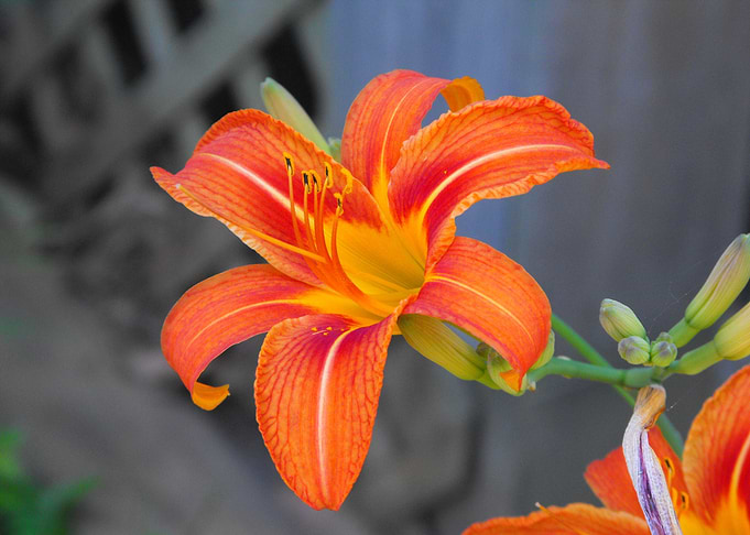 Blossoming Tiger