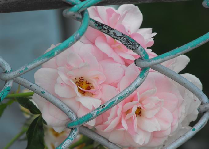 Caged Rose Beauty