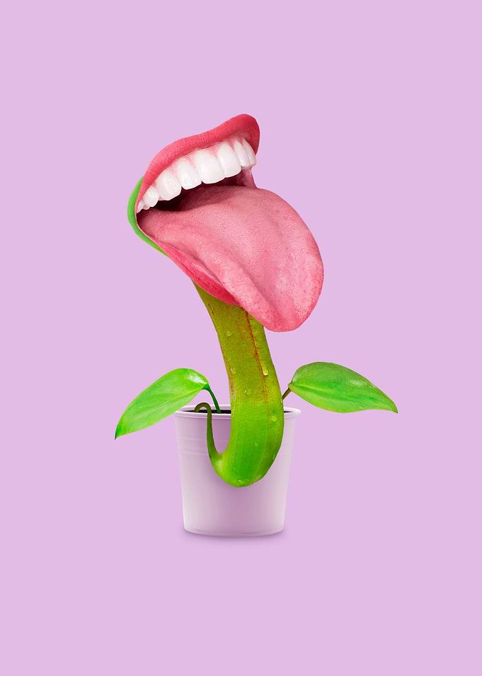 Carnivorous Plant