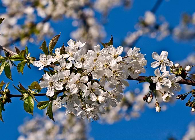White Cherry Blossoms