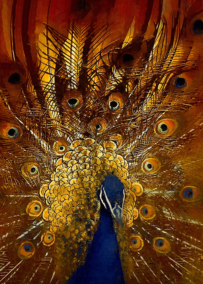 Golden Peacock