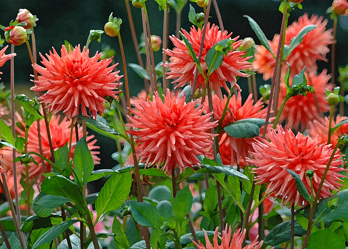 Dry brushed dahlias