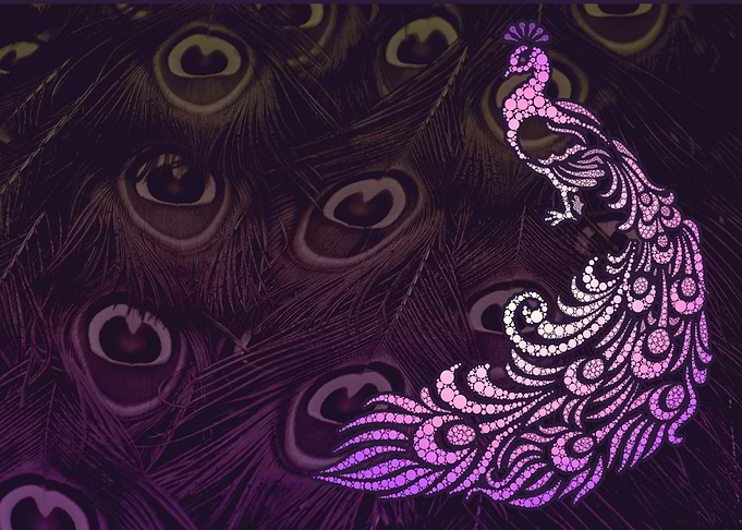 Peacock on Feathers