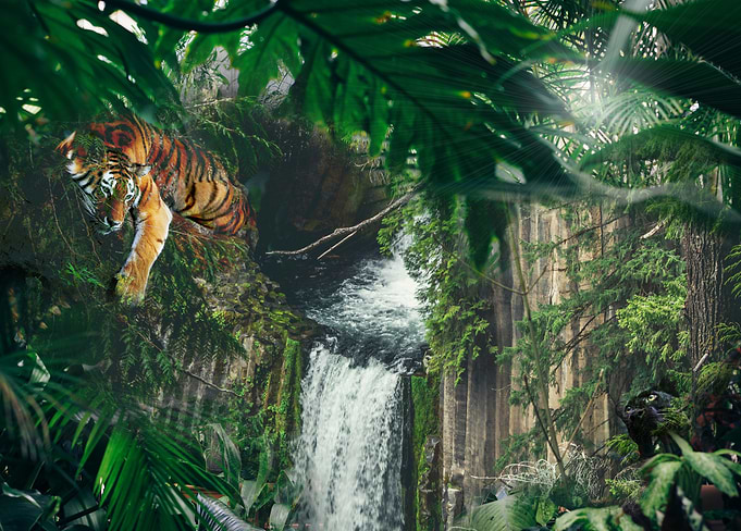 Tiger and Panther