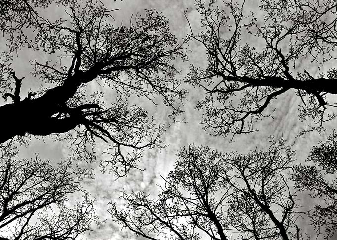 Meditative Power of Trees