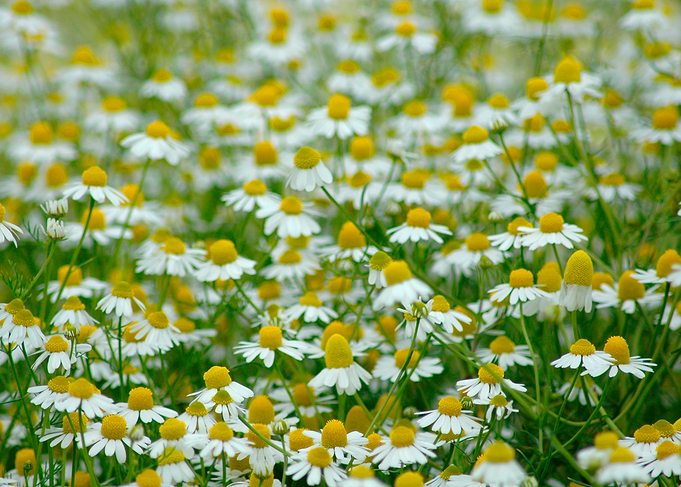 Chamomile Lawn