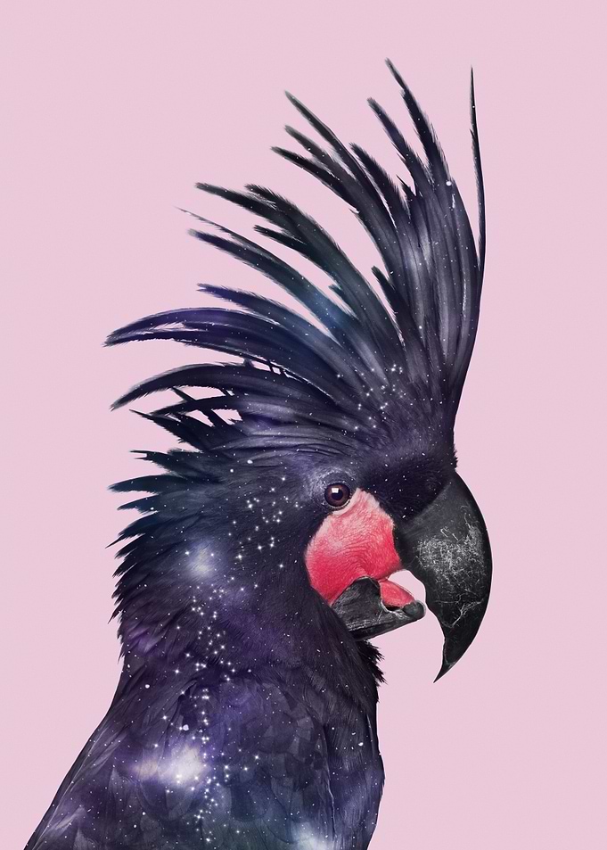 Galaxy Bird