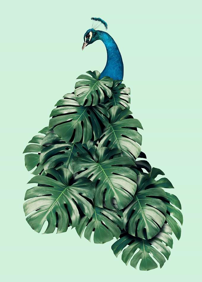 Monstera Bird