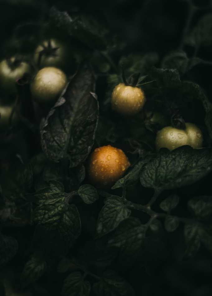Tomatoes