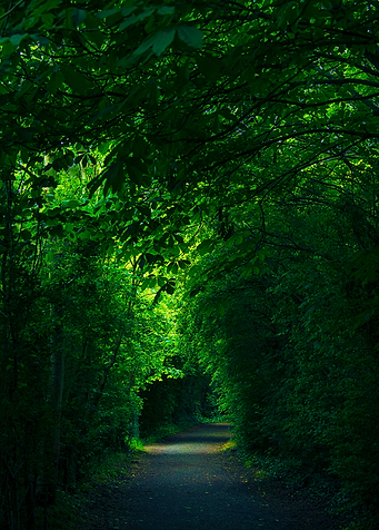 Tree arch path
