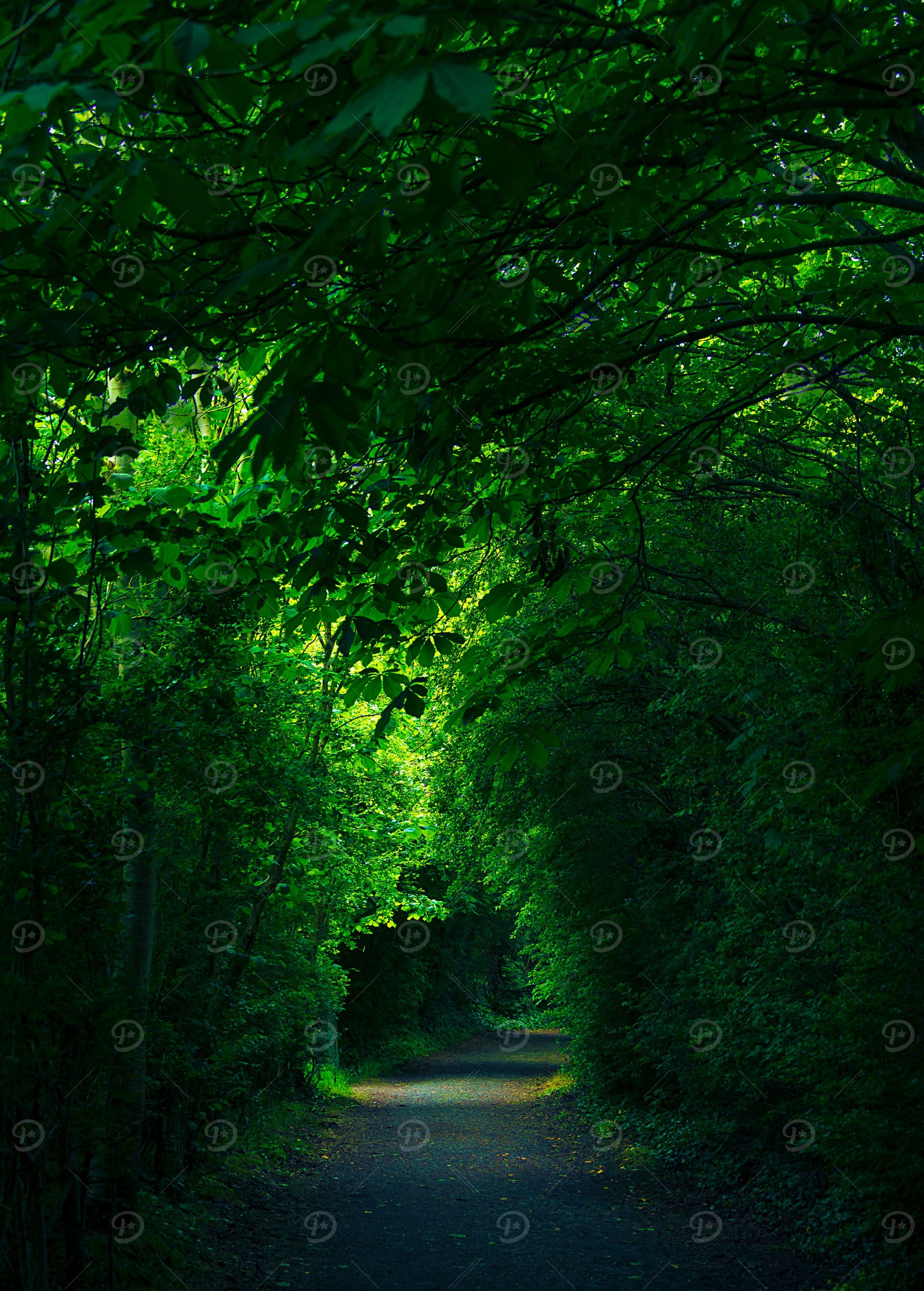 Tree arch path