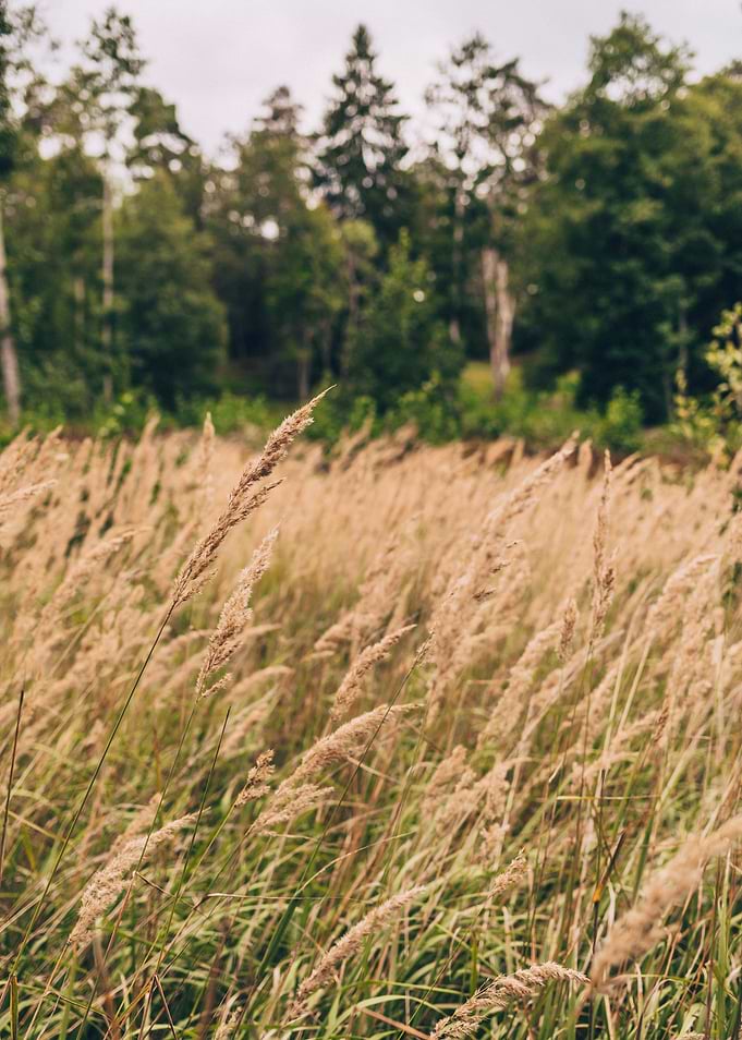 Field Of Dreams