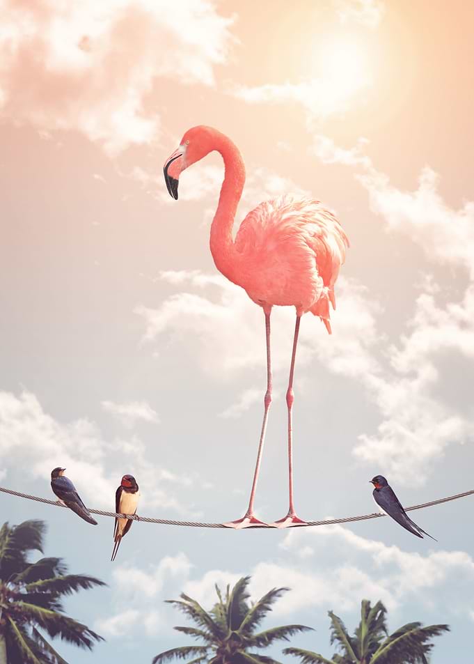Flamingo & Friends